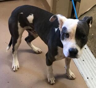 STAINS – ID#A016501